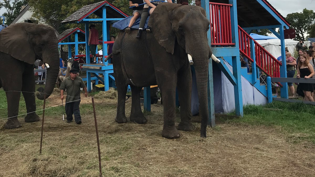 Elephant Rides Renaissance Fair Petition · End the Use of Elephants as an Entertainment in the ...