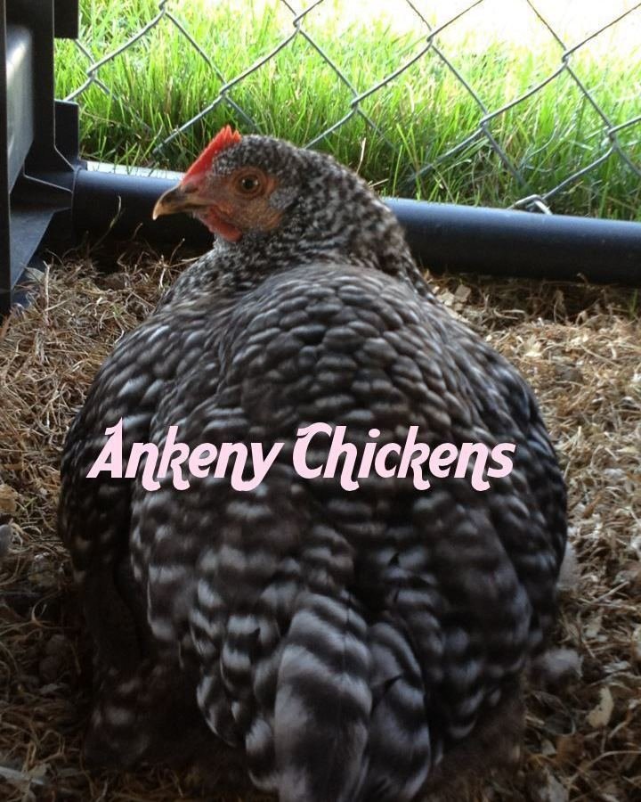 Petition · Revise the city code to allow chickens within the city