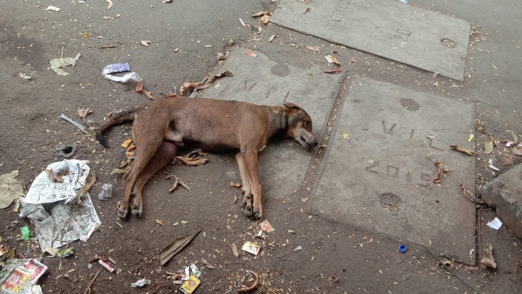 Petition · The Dog Beaten to Dead. - India · Change.org