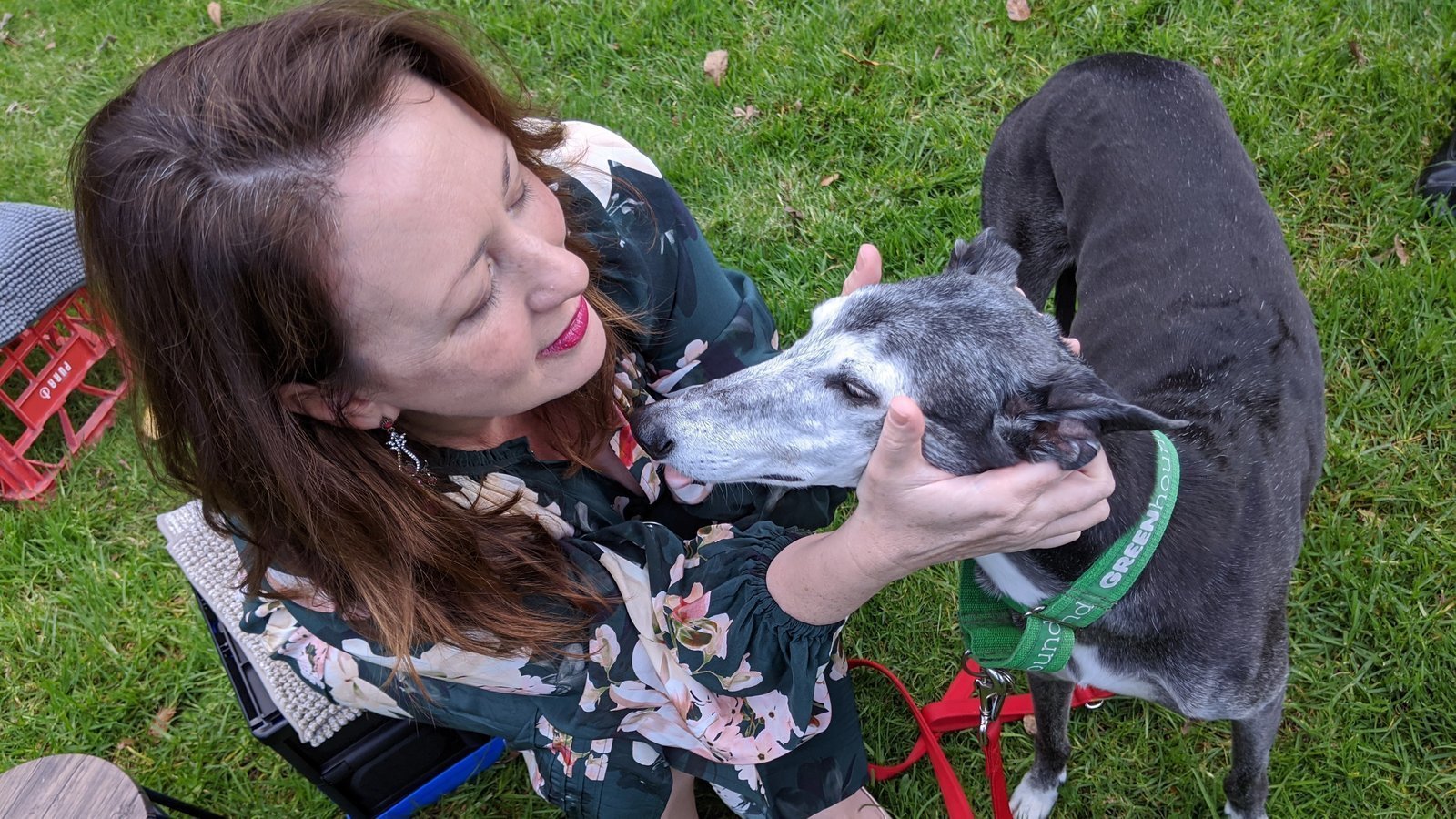 Petition update · NSW Government code abandons greyhound welfare