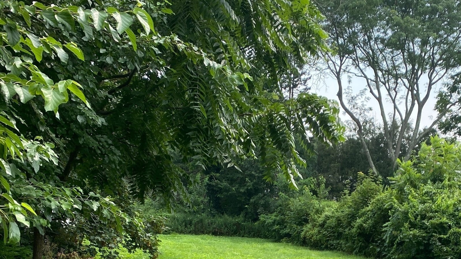 Petition · Build a park in the empty lot on Haynes ave west islip Acres