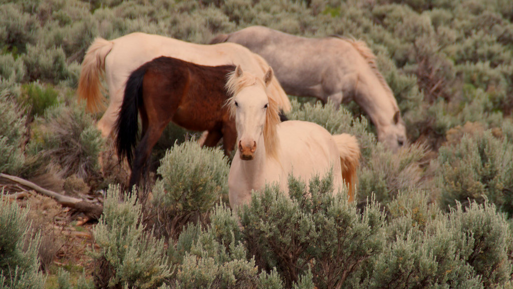 Petition · U.S. Forest Service Stop the sale of wild horses to slaughterhouses United States