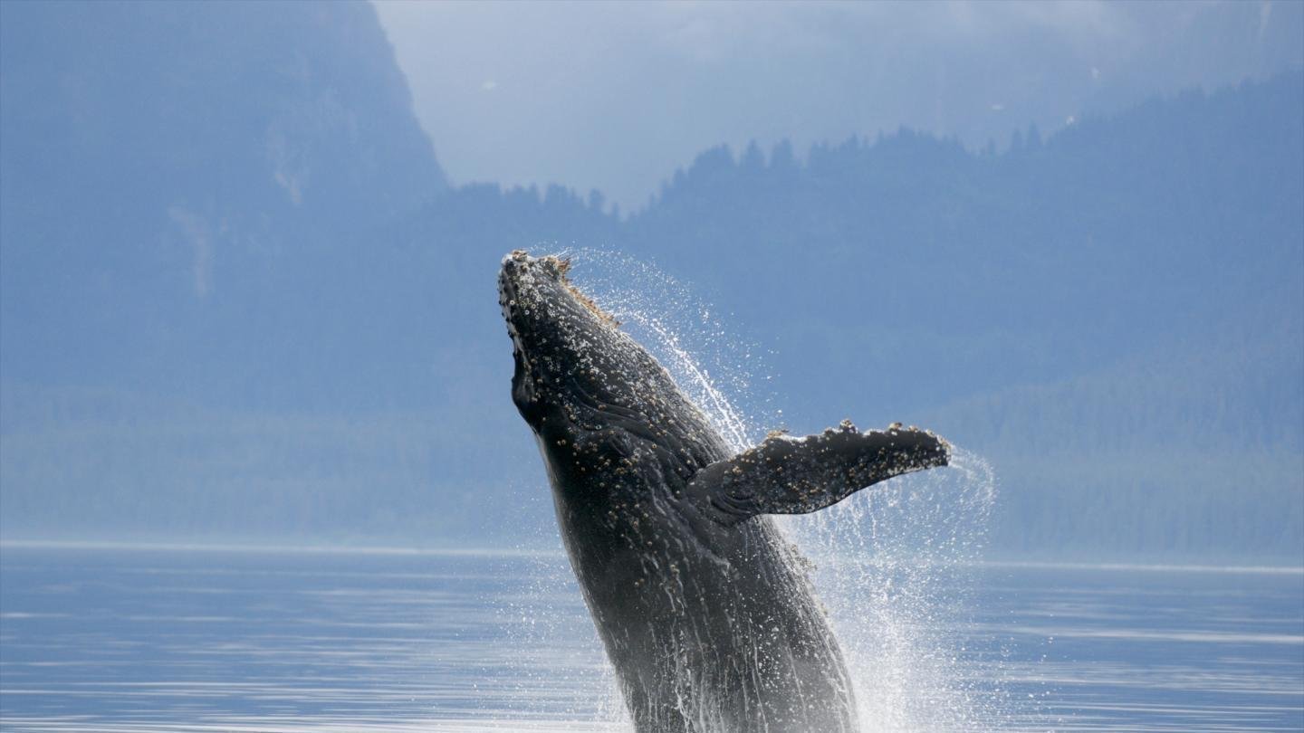 Petition · Ban whaling worldwide United Kingdom ·