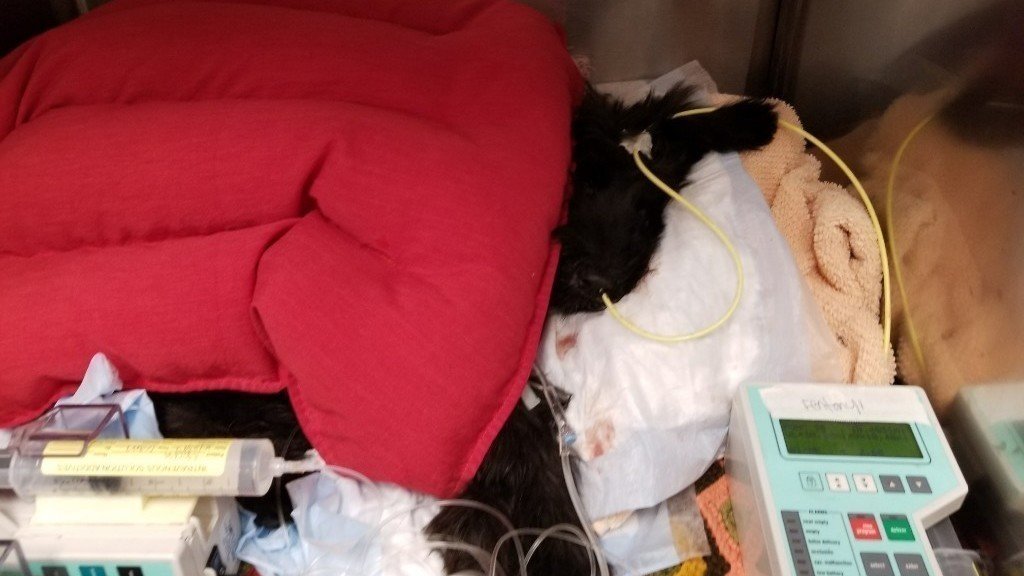 Petition · Require Pet Toy Safety Regulations ·