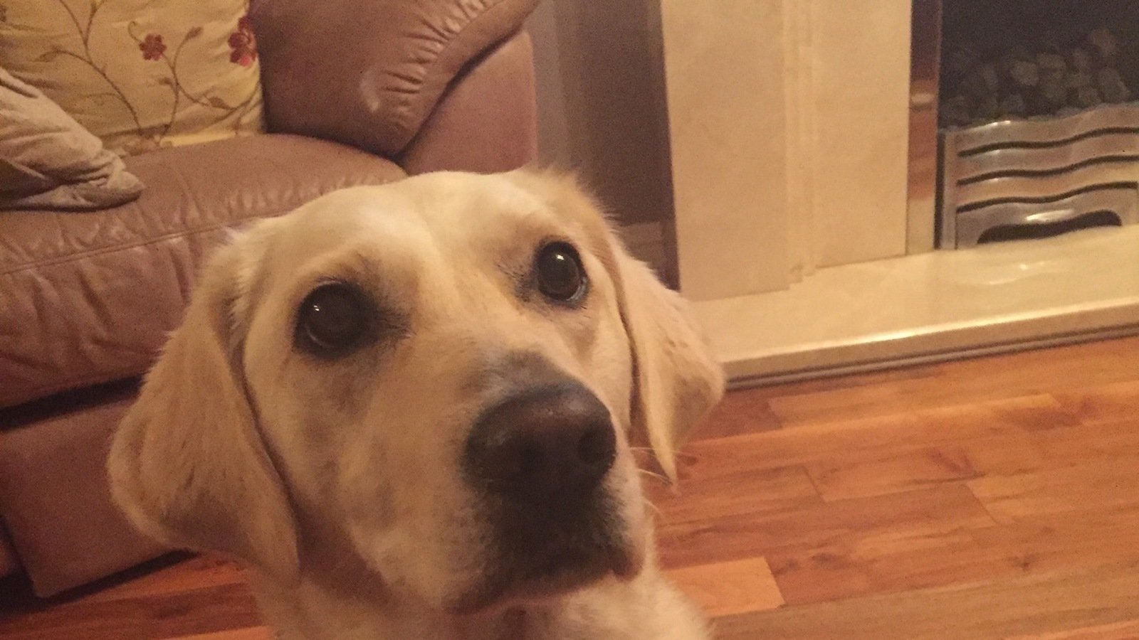 Petition · Dogs off the lead ·