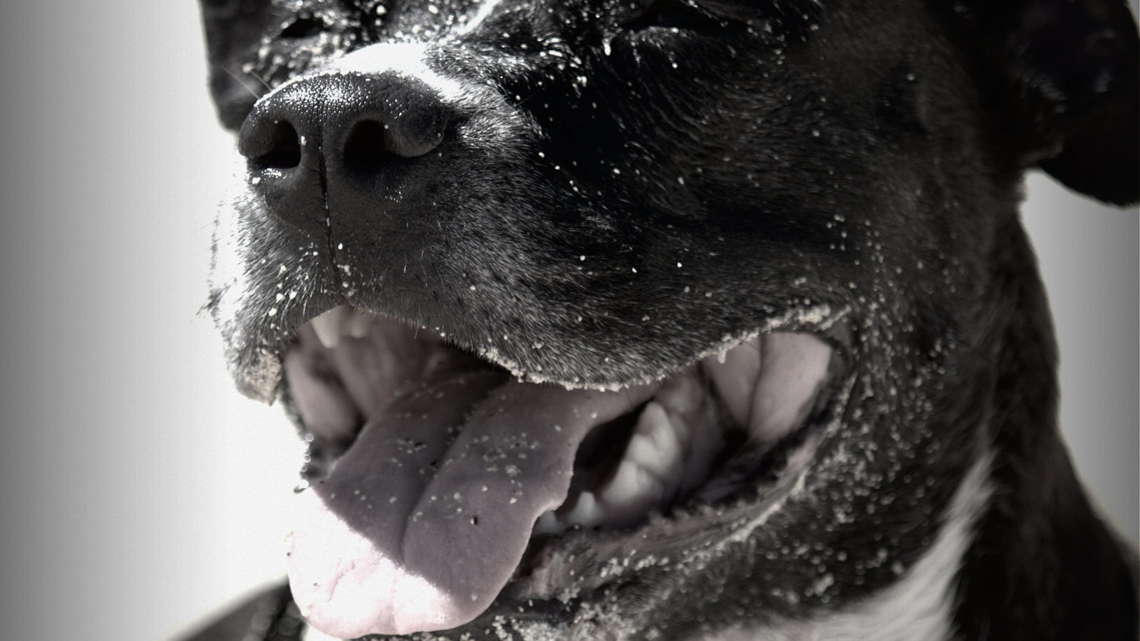 petsmart bully breed