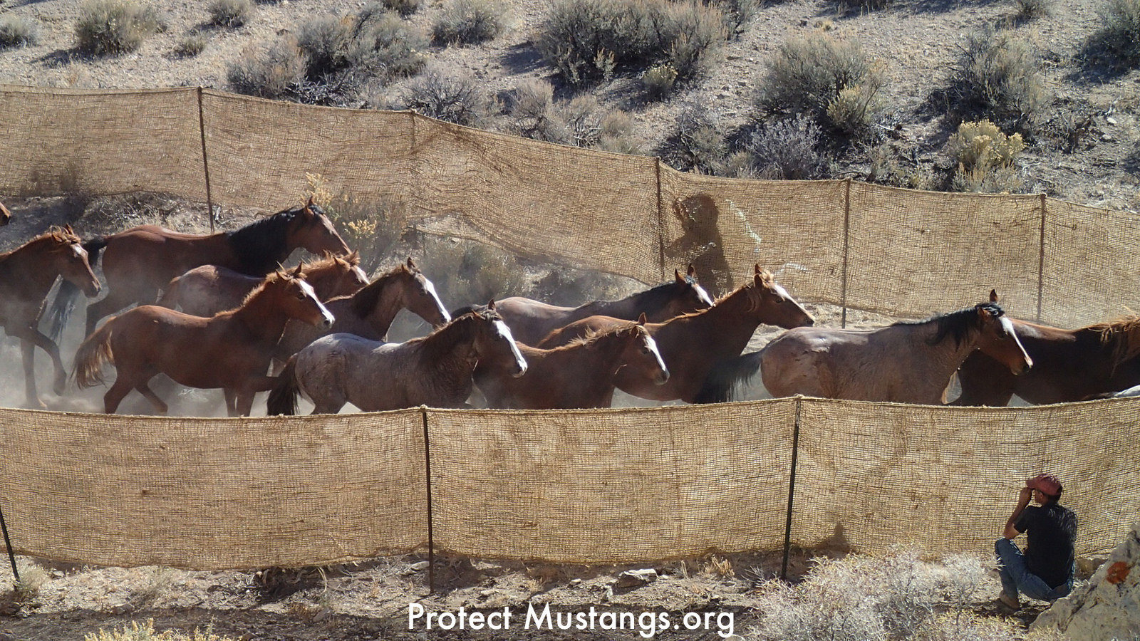 Petition · URGENT Stop Wild Horse Trafficking! Increase fines to