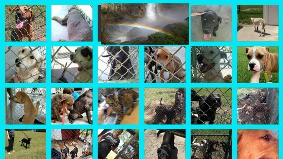 Petition · DISMISSAL OF BILL TERRY HEAD OF ANIMAL CONTROL IN MITCHELL