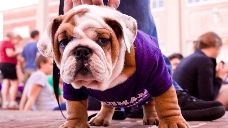 Petition · Protect Truman Bulldogs� Health Care · Petition · Protect Truman Bulldogs� Health Care ·