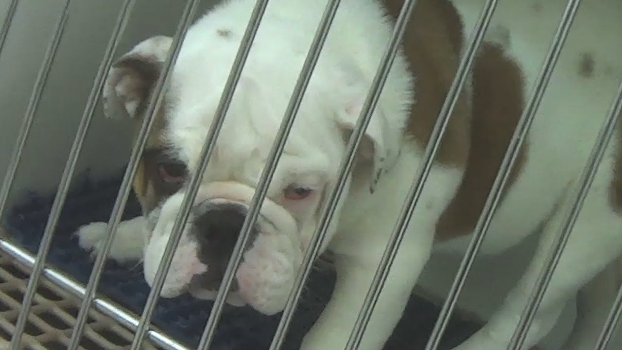 Petition · Close down Pet Land ·