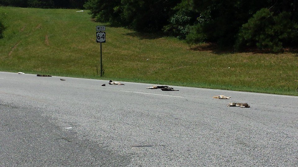 Petition · Close the Davidson County Animal Shelter In Lexington NC