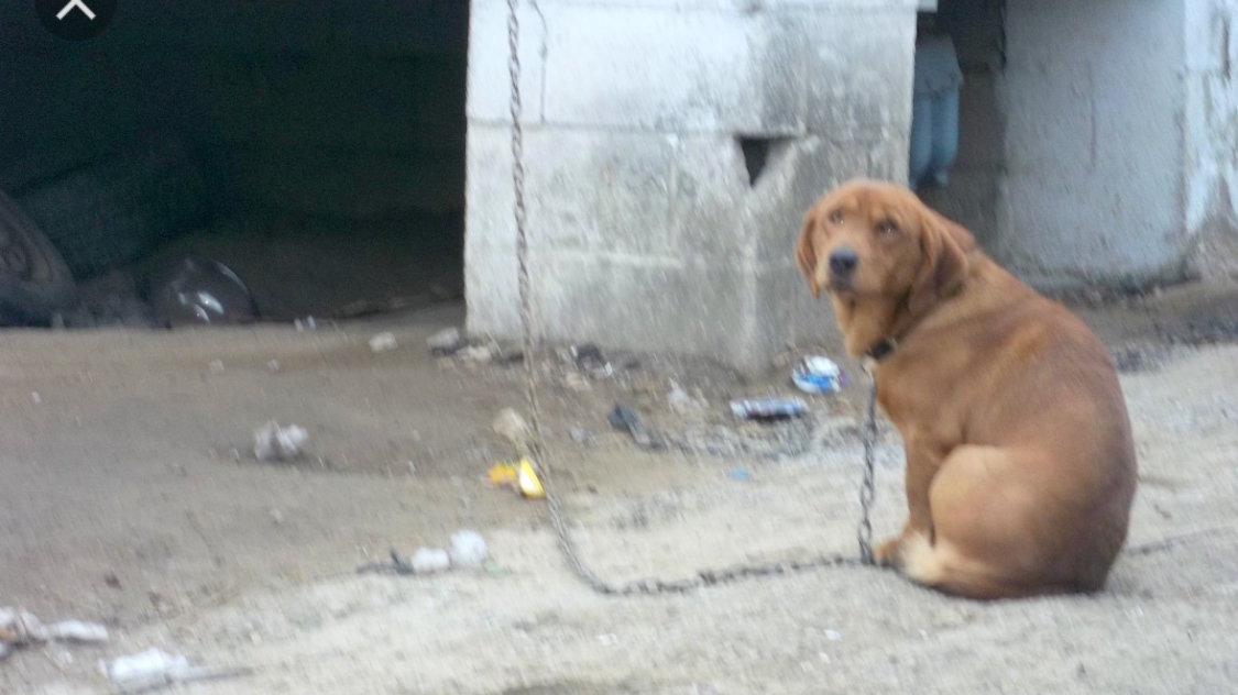 Petition · Change SC tether & outdoor dog laws United States ·