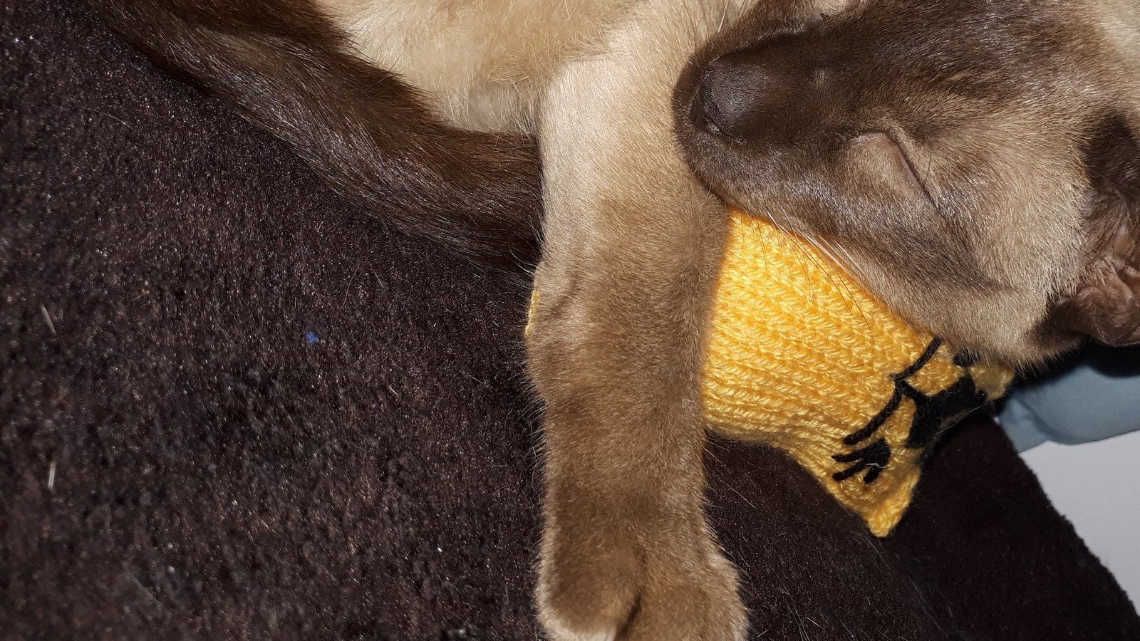 Petition · Make it illegal for drivers who hit a cat to not stop