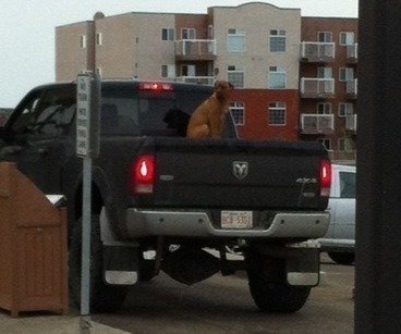 petcurean go solutions