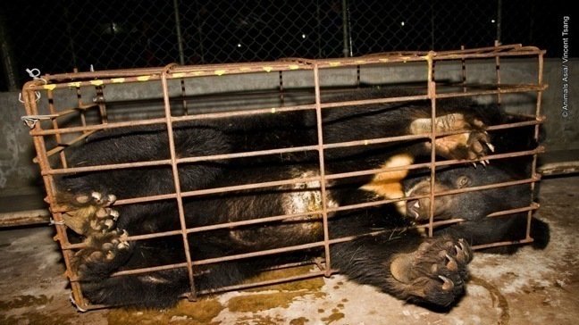 petition-get-bear-bile-farming-banned-in-china-united-states