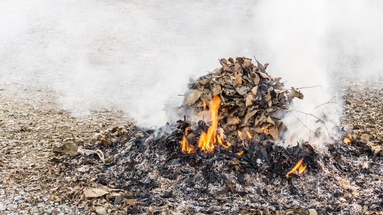 Petition · Ban YardWaste Burning in Marshalltown United States ·