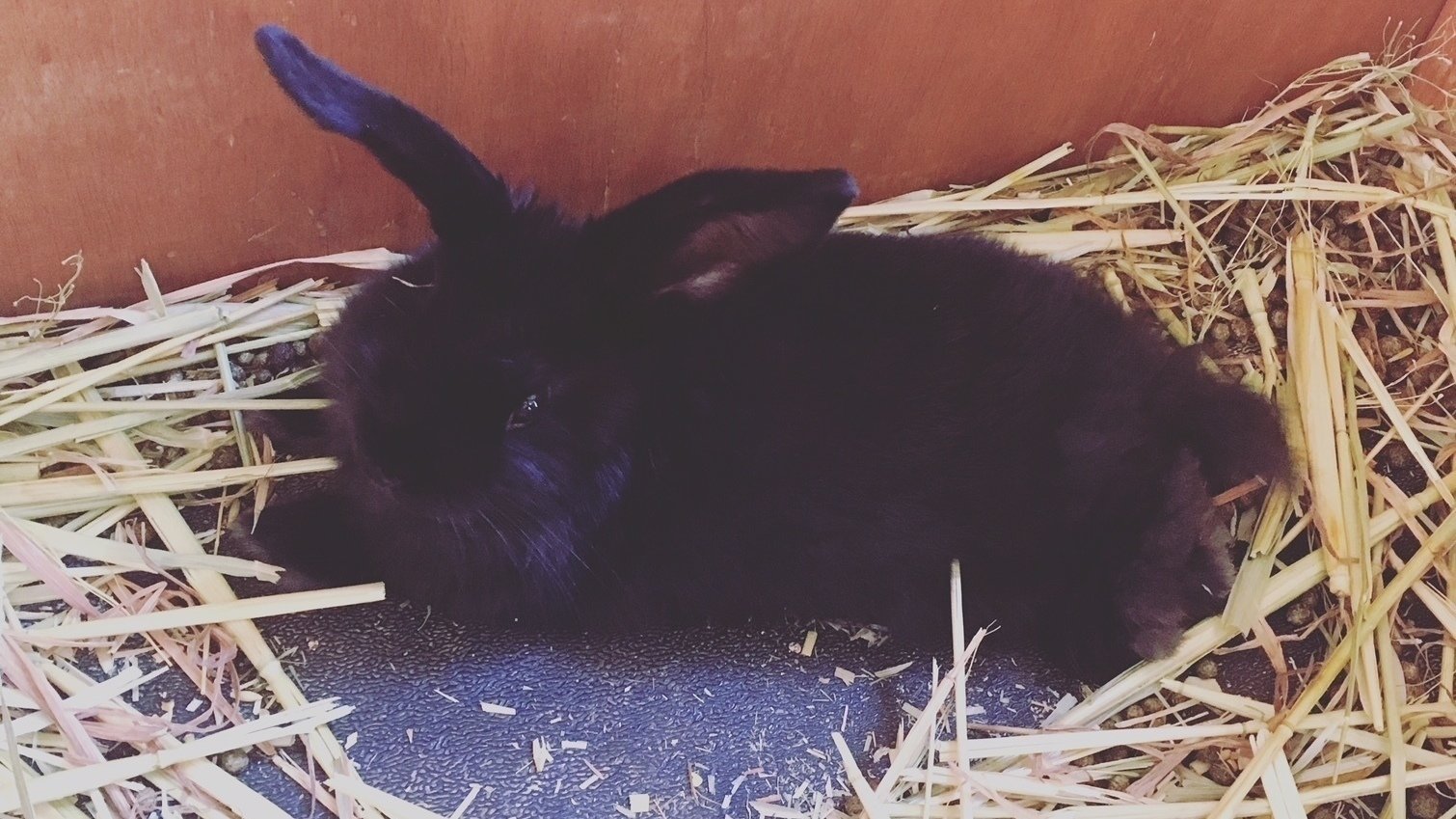 Petition · Legalise pet rabbits in QLD Australia ·