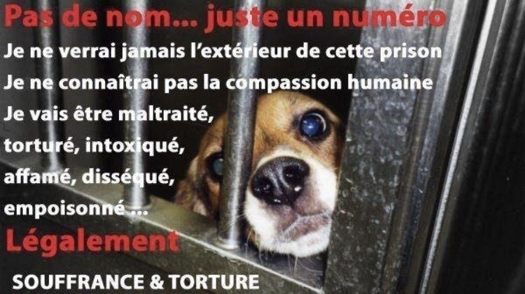 Exposé Sur La Maltraitance Des Animaux Pdf