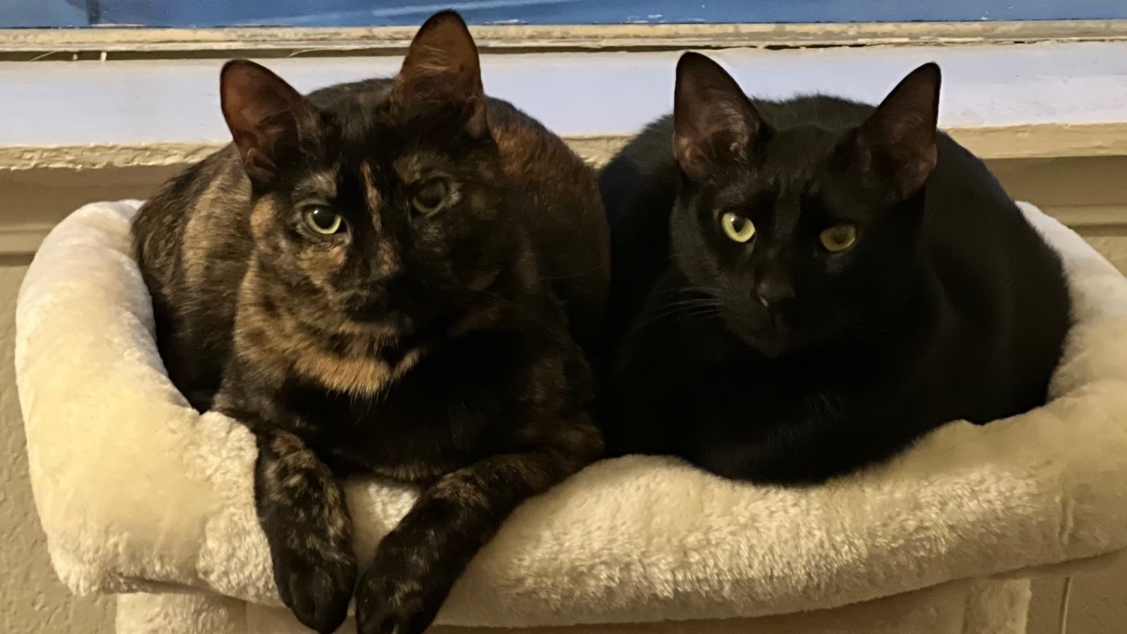 Petition · Reduce Pet Deposits and Fees United States ·