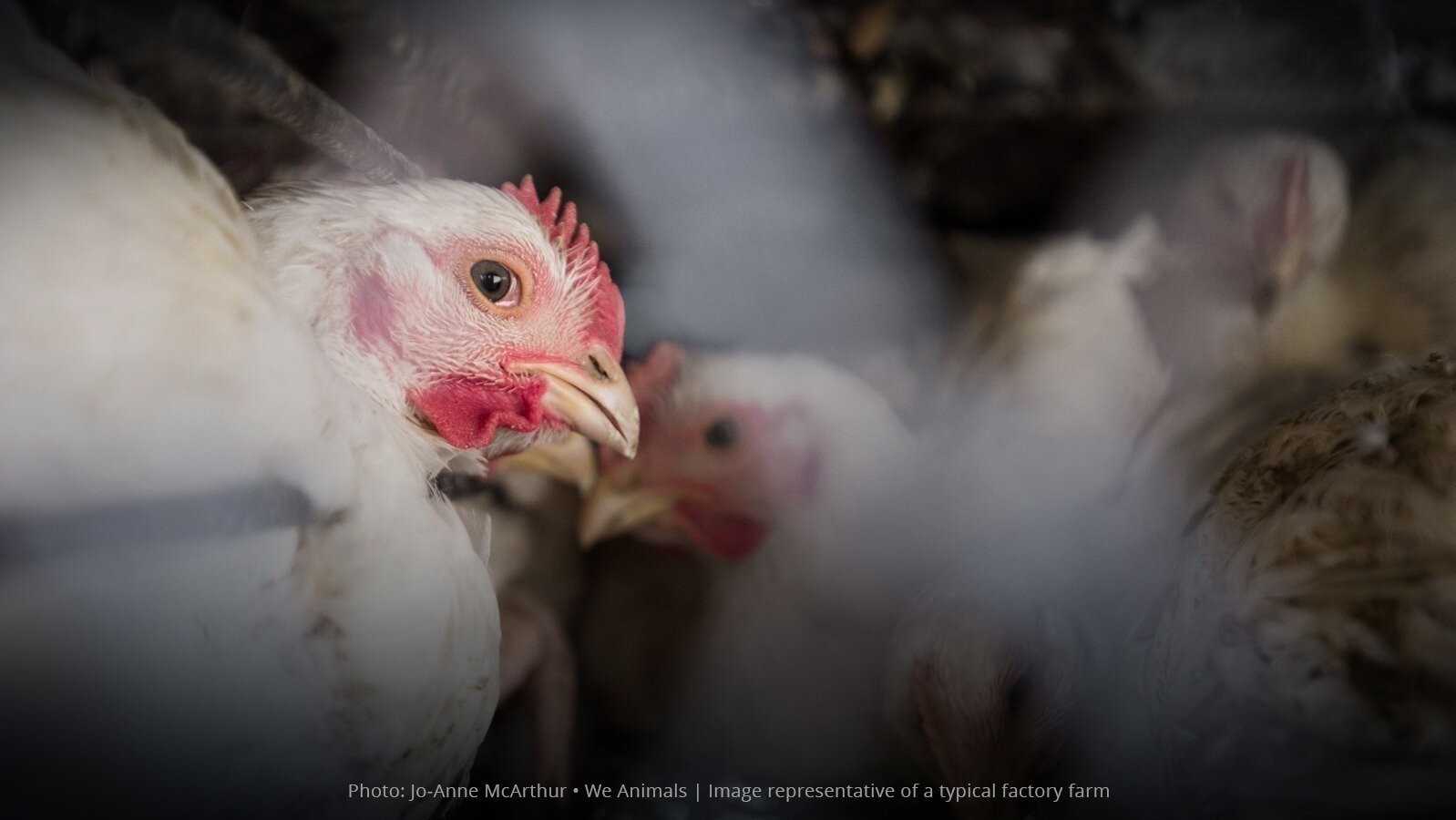 Food Lion: Stop Supporting Extreme Animal Abuse!