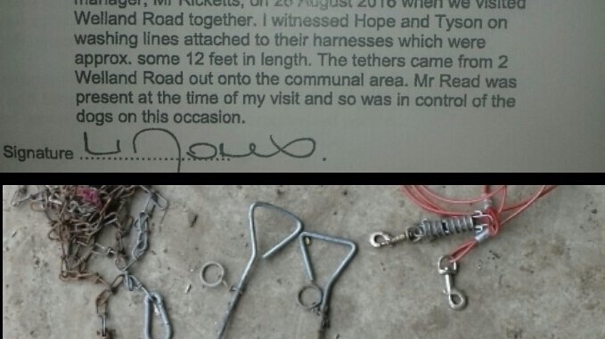 staffie and stray rescue