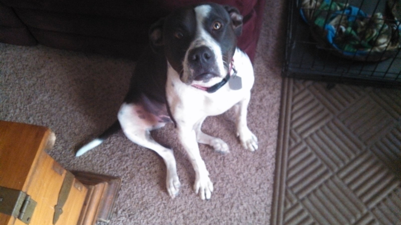 Petition · Make it illegal to chain a dog outside 24/7 in this heat of