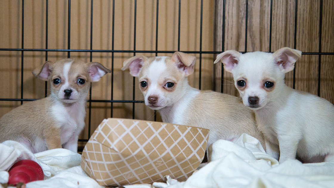 Petition · Reduce animal abuse rates in Kentucky by forcing background ...