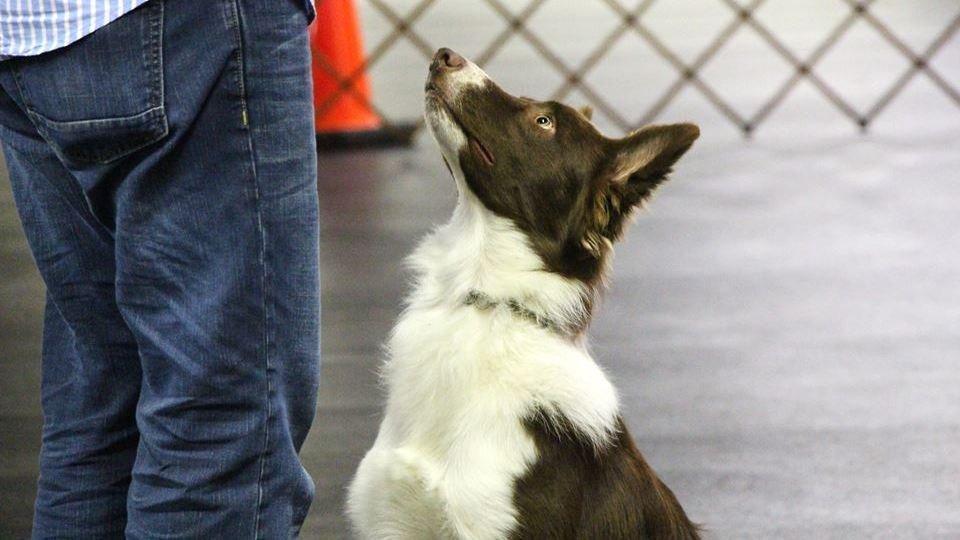 Petition · We want to oppose the proposal made to ban trainers who use pinch/prong collars