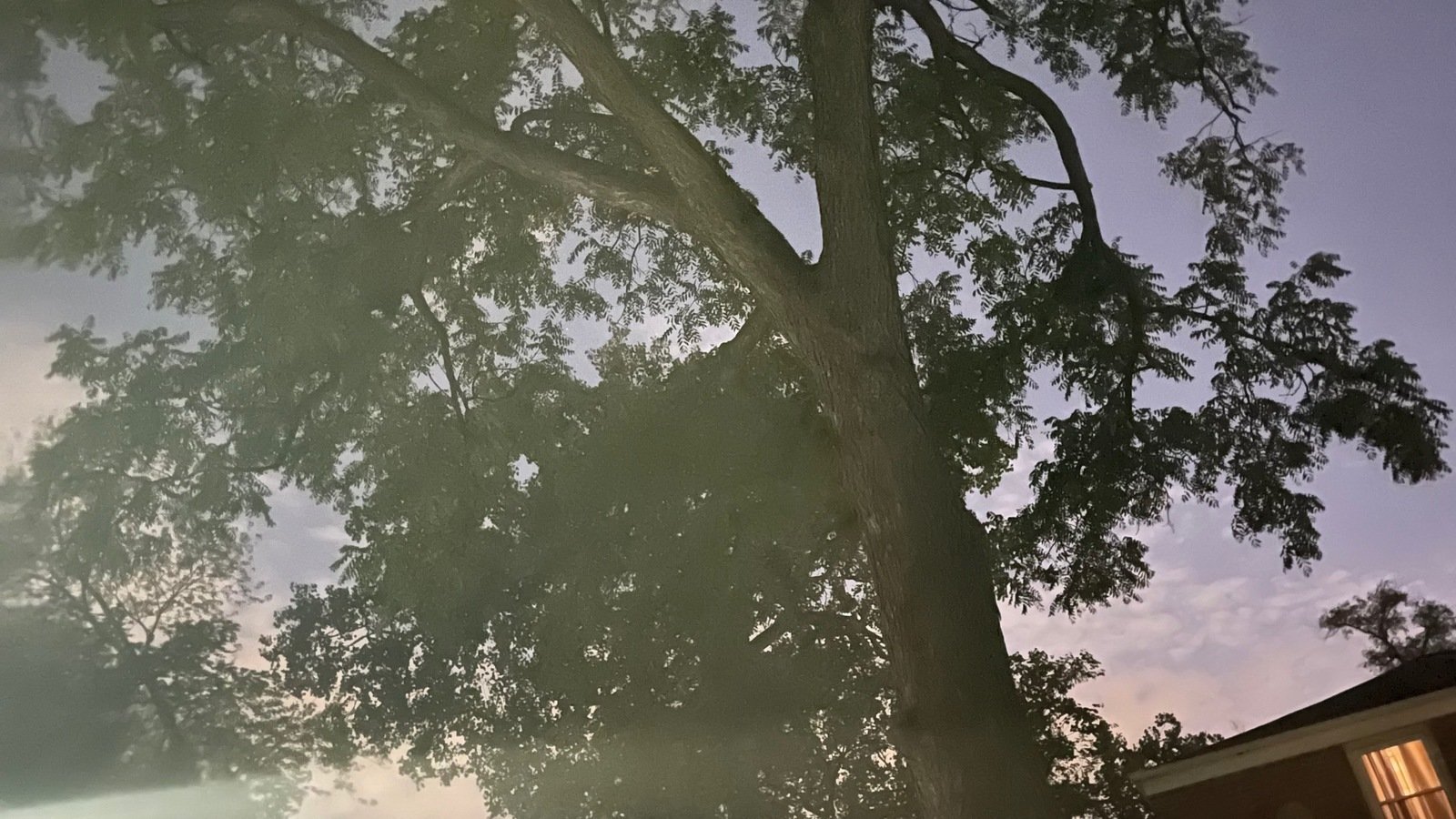 Petition · Get the walnut tree taken down United States ·