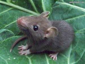 petition stop rat busters nyc change org