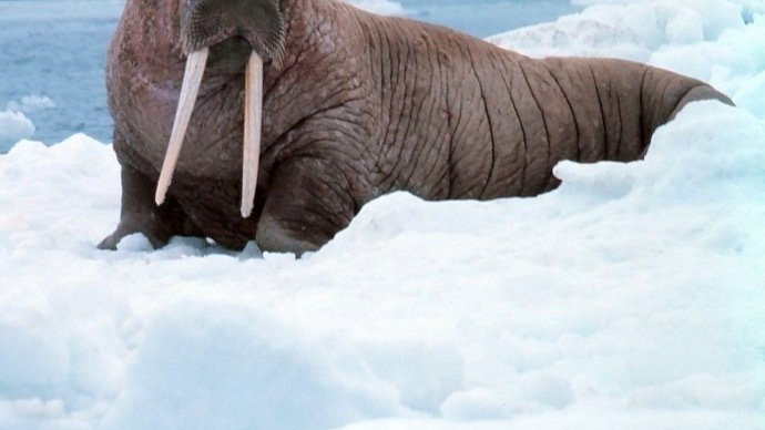 Petition · Change the plural of walrus to walro - United States