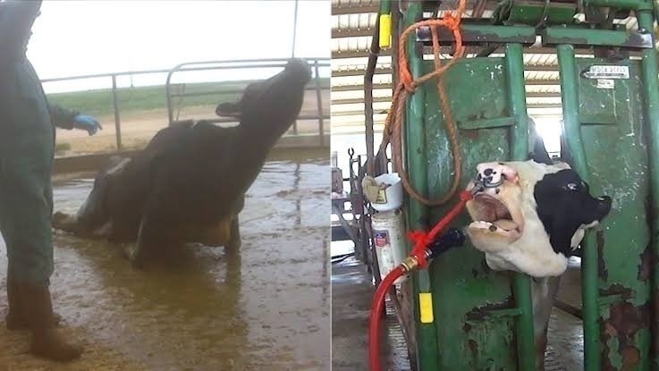 Petition · I want to achieve a pause to animal abuse and slaughter