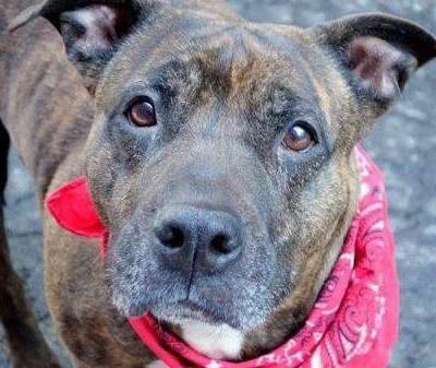 acc shelter in manhattan