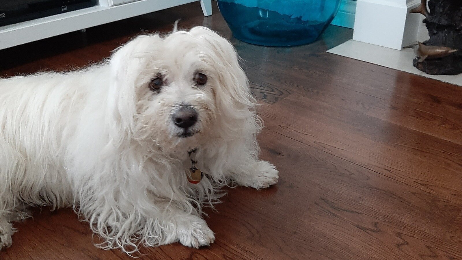 Petition · Recall the Librela Drug for Dogs Produced by Zoetis - Canada ...