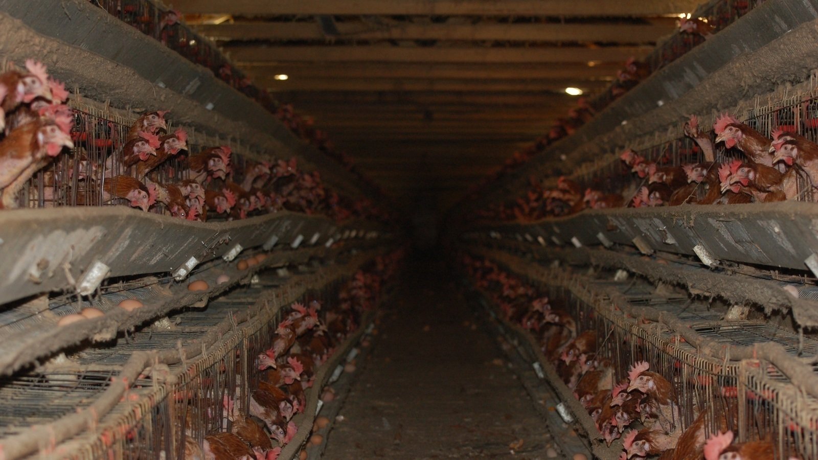 Petition · End battery farming in the UK United Kingdom ·