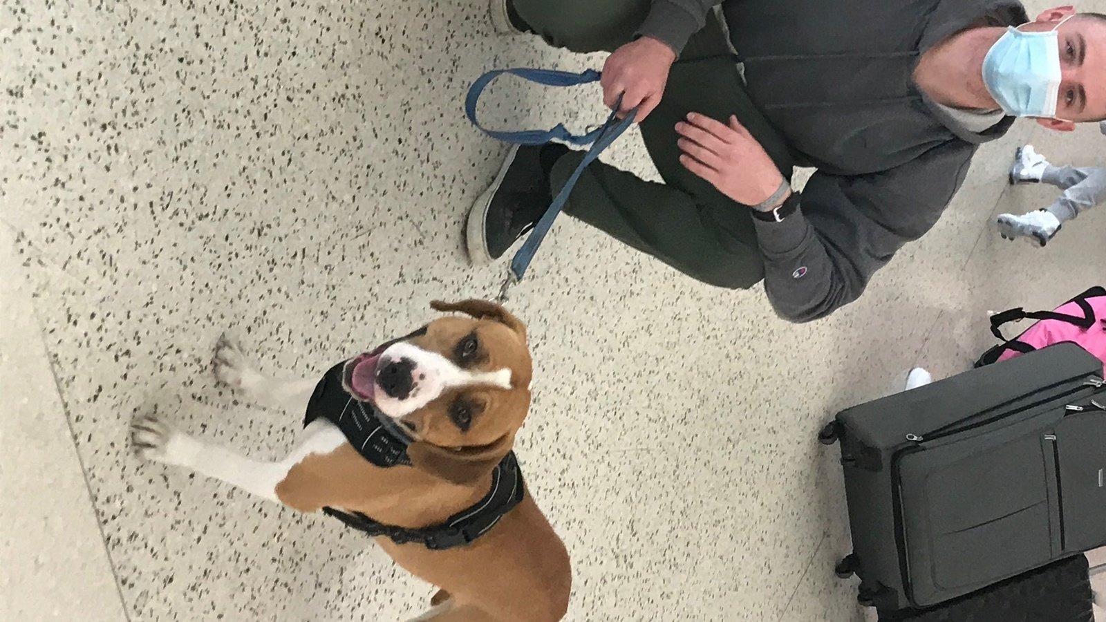 Petition · Allow emotional support dogs on airlines again. United