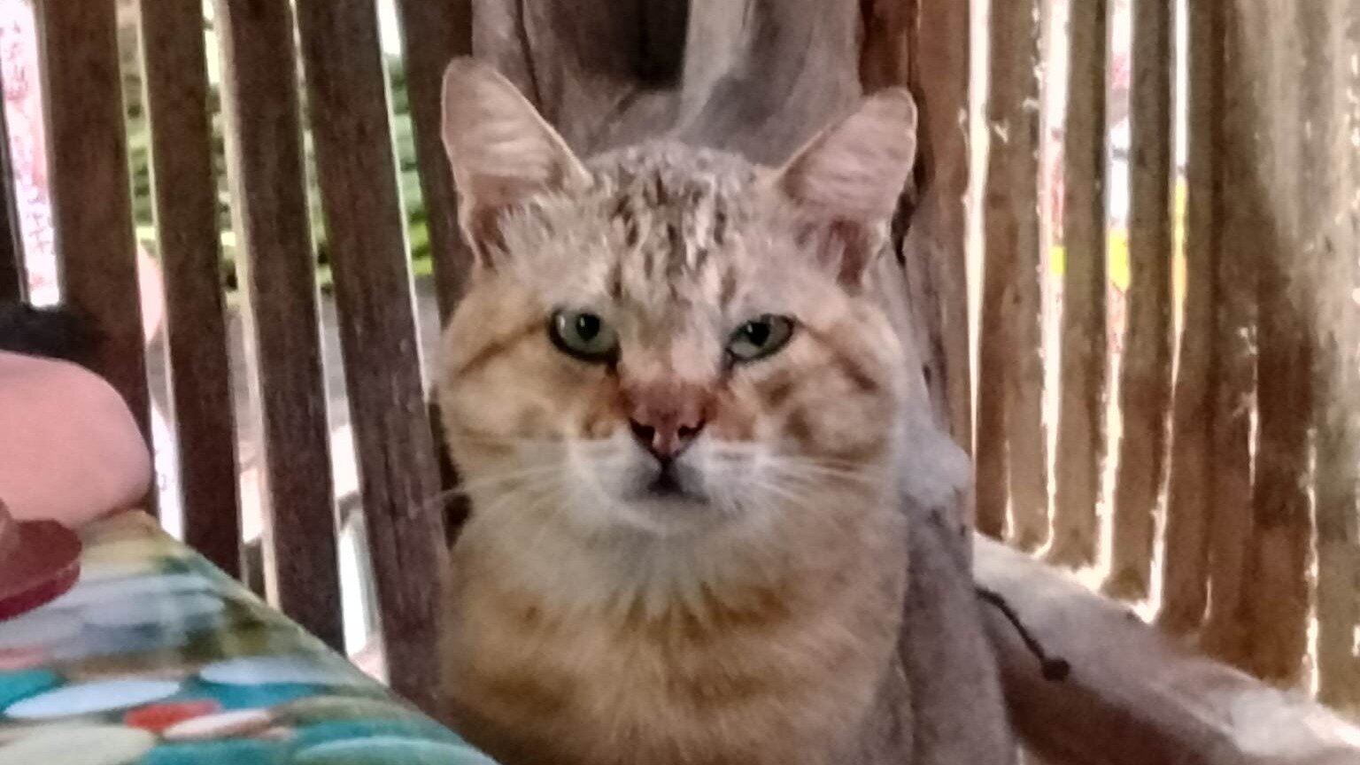 Petition · DON'T HURT, RESCUE ANIMALS - Philippines · Change.org