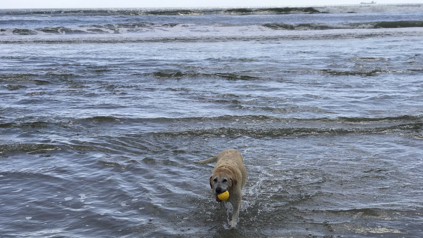 Petition · Extend the dogs off a leash law at Oak Island, NC from March