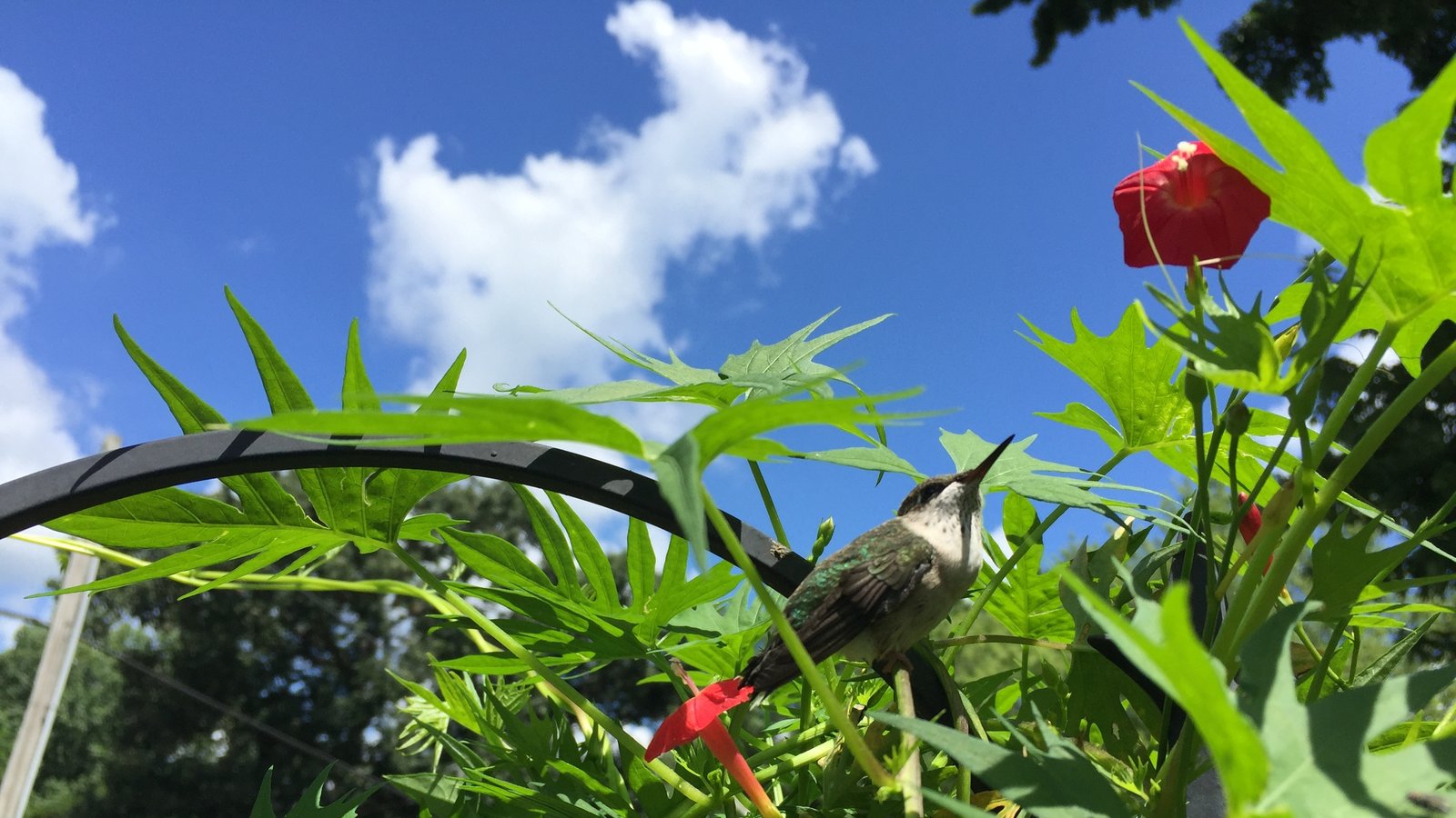 Petition · Allow riding of sidebyside ATV's within the City of