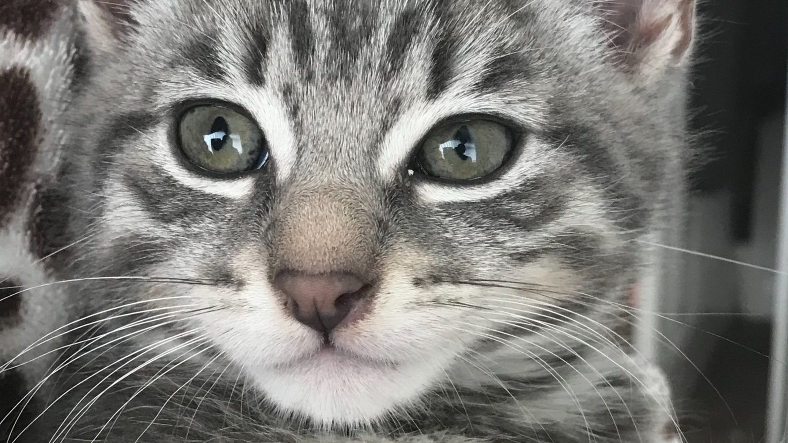 Petition · Make It Legal To Stop And Report It If You Hit A Cat While