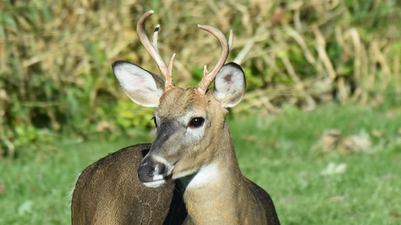 Petition · Protect the Wildlife of Conservancy Place United States