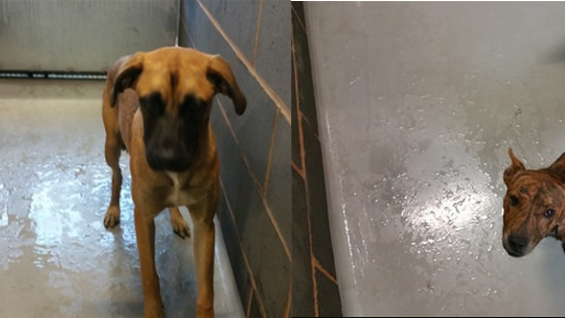 RSPCA, NSW Animal Welfare Code of Practice and Wagga Pound (Freedom No. 2)