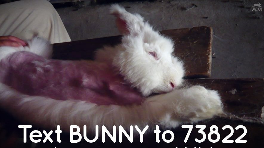 Petition · Save the Angora Rabbit - Sweden · Change.org