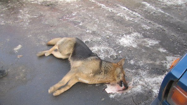 Петиция · Те ,2.5 млн. руб,которые выделяются правительством из бюджета ...