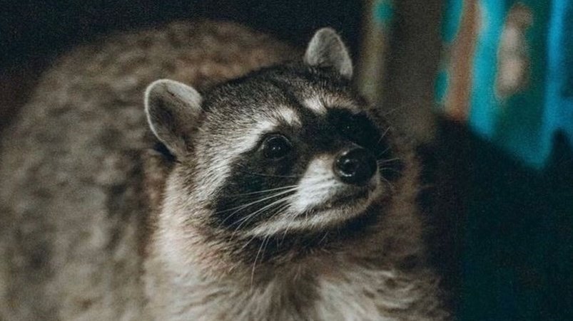 Petition · Change the UCSD mascot to be a raccoon - United States ...