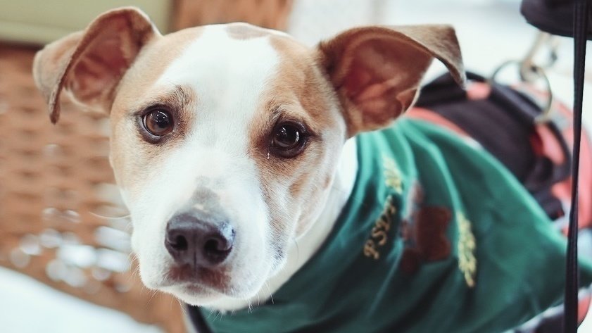 akc service dog vest