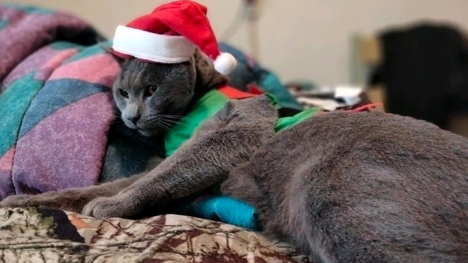 Petition · Implement a Sliding Pay Scale at Veterinary Clinics for