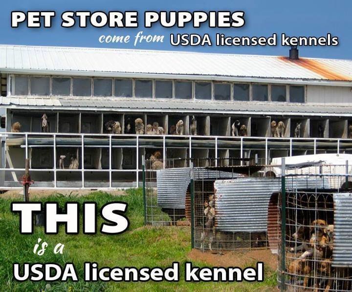 Petition · Ban the sale of Puppies in Pet Store in Rochester, New York