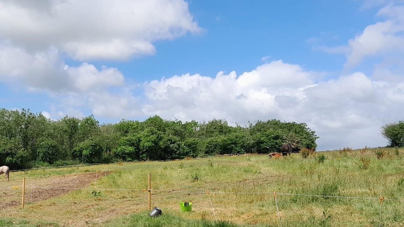 Petition · Stop tree felling during the bird nesting season ·