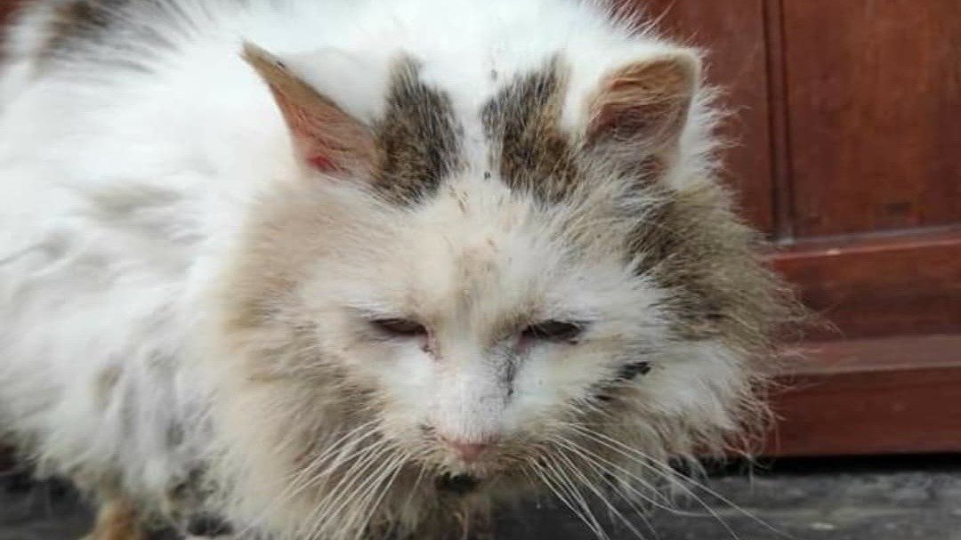Pétition · Obtenons le droit de nourrir les chats errants ! Belgique ·